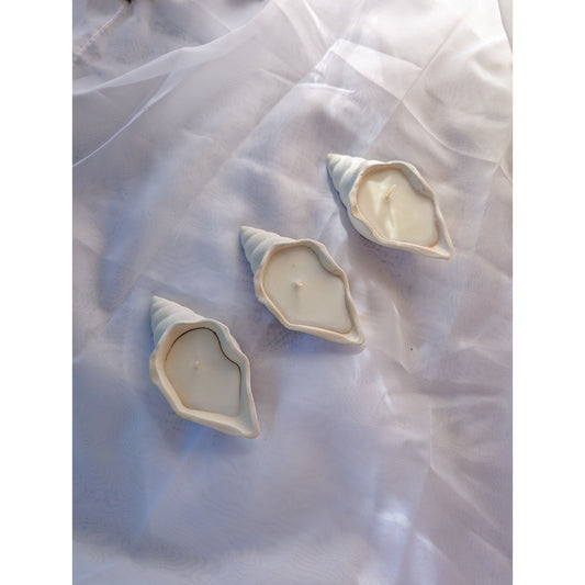 Cone shell - small