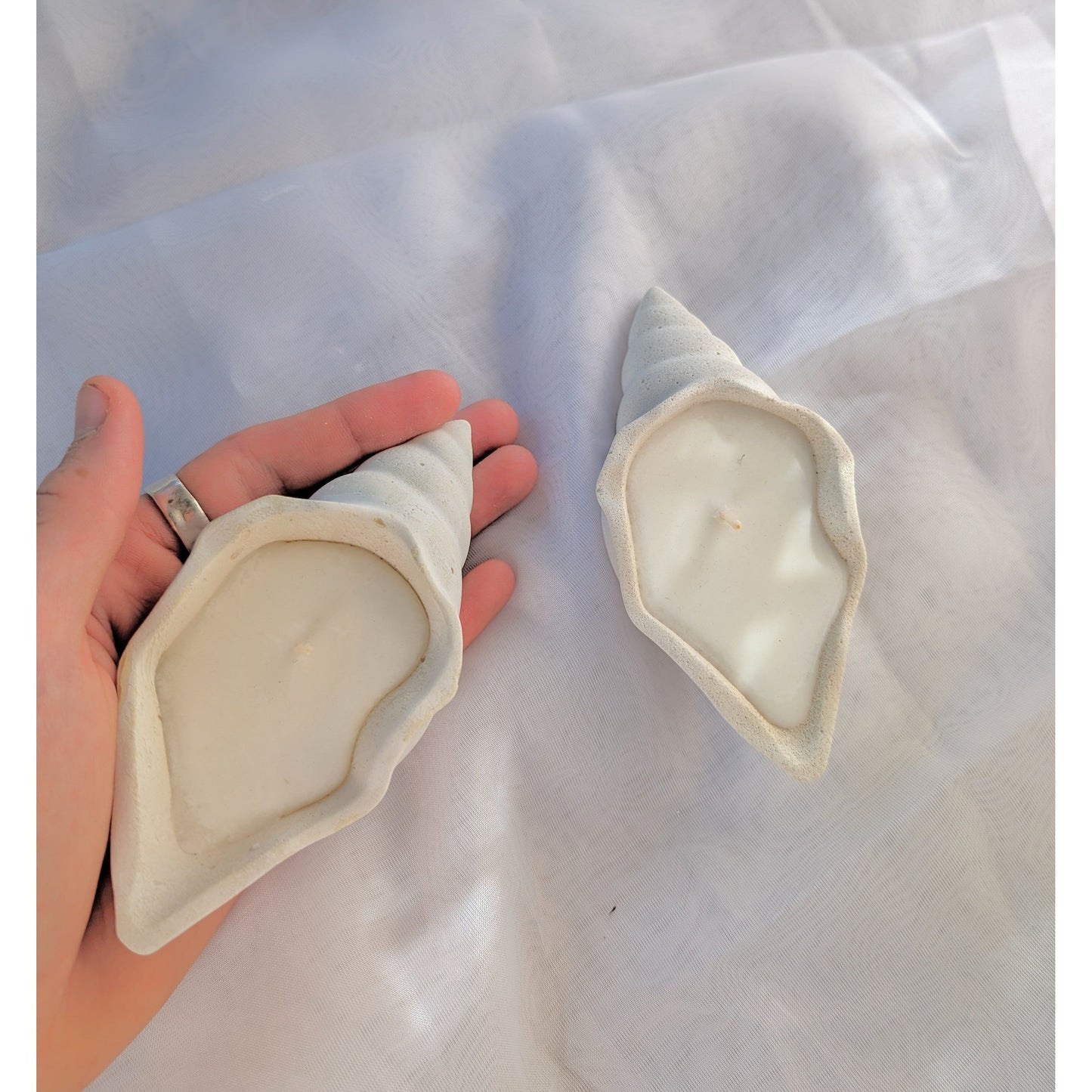 Cone shell - small