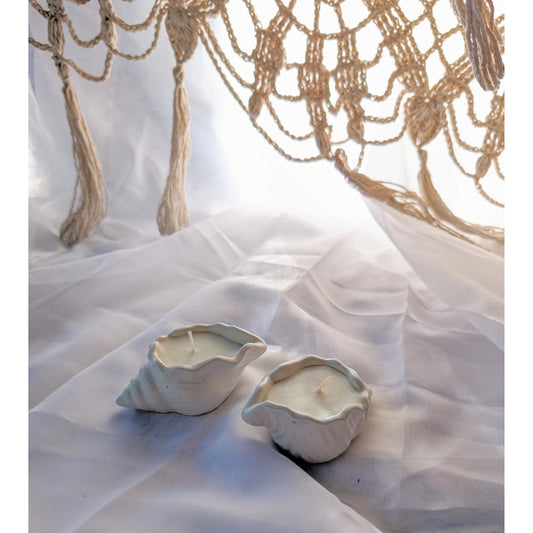 Conch shell - small