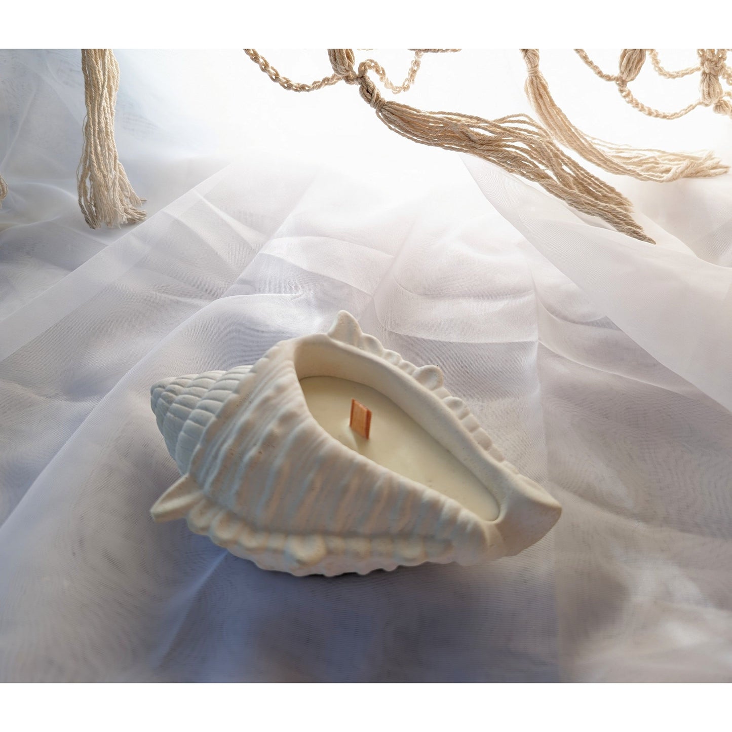 Conch shell - medium