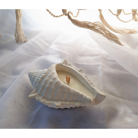 Conch shell - medium