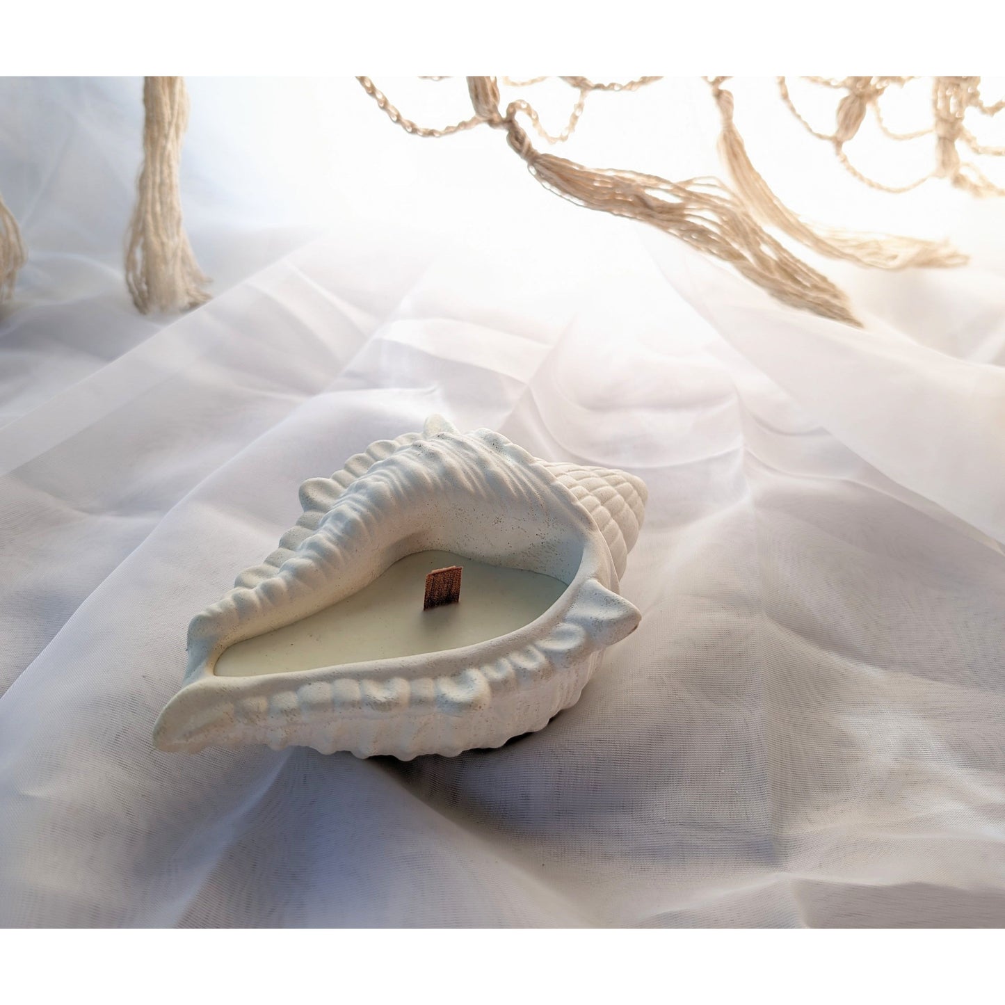 Conch shell - medium