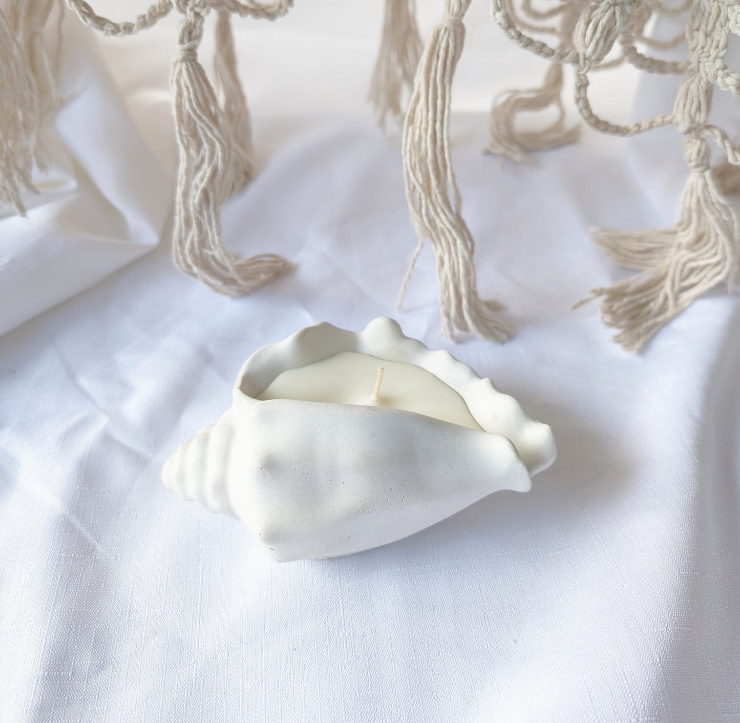 Cone shell - medium